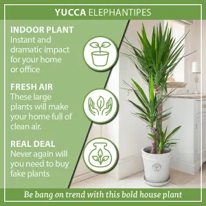 Yucca elephantipes House Plant with 3 Stems 1.2m Tall in 24cm Pot