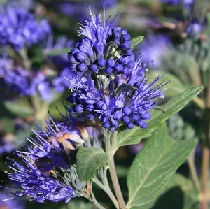 'Heavenly Blue' Caryopteris Clandonensis, In a 9cm Pot 3FATPIGS