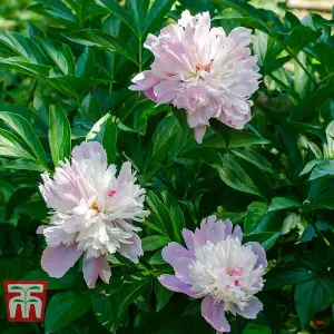 Peony Sorbet - 1 Bare Root Plant