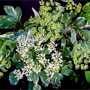 Sambucus Nigra 'Golden Spark' Elder Flower / Elderberry, 20-30cm Tall in 2L Pot 3FATPIGS