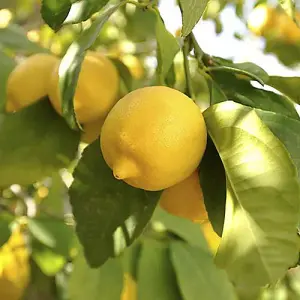 Pair of Large Orange and Lemon Trees in 4/5L Pots Plus 150g Citrus Feed, House Plant, Conservatory or Garden Plants