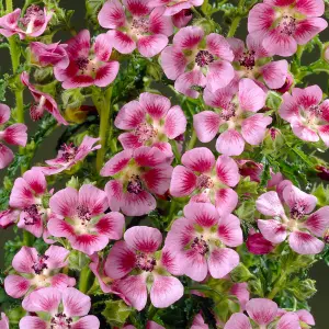 Anisodontea Elegans Princess Garden Plant - Rose-Pink Blooms, Compact Size, Attracts Pollinators (10-30cm Height Including Pot)