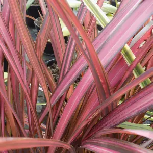 Phormium Evening Glow Garden Plant - Vibrant Red and Pink Foliage, Compact Size, Hardy (15-30cm Height Including Pot)