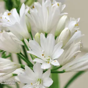 Agapanthus Double Diamond 9cm Potted Plant x 1