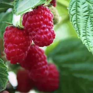 Rubus idaeus Malling Promise Garden Plant - Sweet Red Raspberries, Compact Growth, Medium Size (20-30cm Height Including Pot)