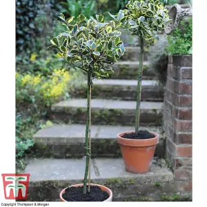 Ilex (Holly) Golden King Standard 17cm Potted  Plant x 1