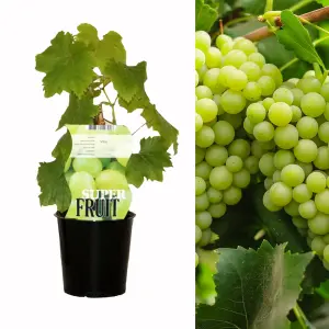 White Grape Vine -  Vitis Grape Plant Phoenix - High Yielding Fruit Plant - Dessert Grape For Juicing or Wine