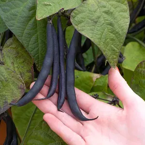 Dwarf Bush Bean Purple Teepee 1 Seed Packet