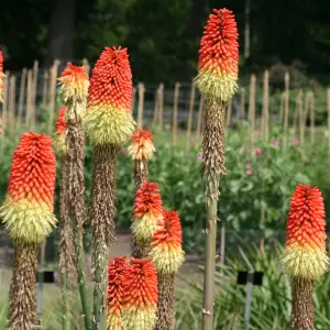 Red Hot Poker Perennials Flowering Plants Kniphofia Uvaria 2L Pot