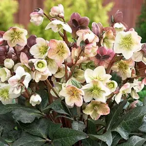 Helleborus 'Winter Moonbeam': Refined Winter Beauty, 3L Pot (20-30cm)