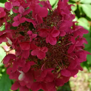 Wim's Red Outdoor Shrub Plant Hydrangea Paniculata Flowering Plants 2L Pot