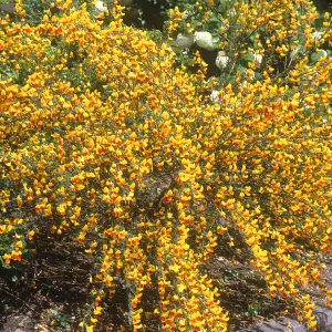 Cytisus Splendens, Broom Plant for UK Gardens (15-25cm Height Including Pot)