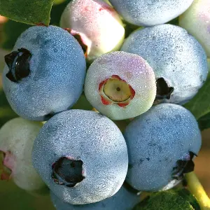 Vaccinium Chandler - Hardy Fruit Shrub, Blueberry Fruits, Low Maintenance (20-30cm Height Including Pot)