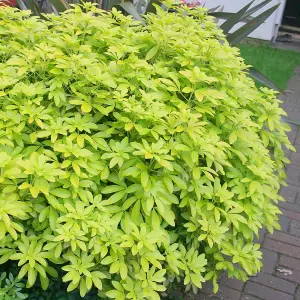 Sundance Mexican Orange Blossom Shrub Plant Choisya Ternata 2L Pot