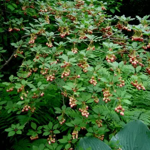 Enkianthus Red Bells Garden Shrub - Bell-Shaped Red Blooms, Green Foliage, Compact Size, Hardy (15-30cm Height Including Pot)