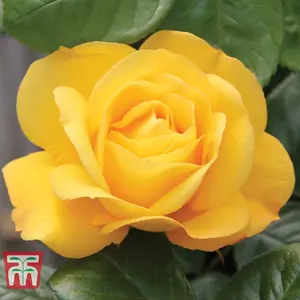 Floribunda Rose  Arthur Bell 2 Bare Roots