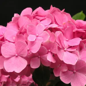 Hydrangea King George Garden Plant - Stunning Mophead Blooms, Compact Size (10-30cm Height Including Pot)