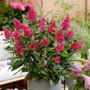 Buddleja Butterfly Candy Little Ruby 3 Litre Potted Plant x 1