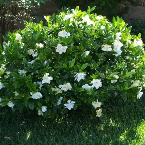 Gardenia Kleims Hardy Garden Plant - Fragrant White Blooms, Compact Size, Hardy (15-30cm Height Including Pot)