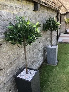 120cm (4ft) Plain Natural Trunk Artificial Topiary Bay Laurel Ball Tree