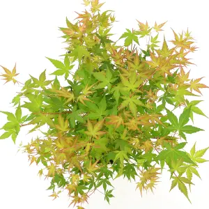 Acer Katsura - Japanese Maple, Ornamental Tree (20-30cm Height Including Pot)