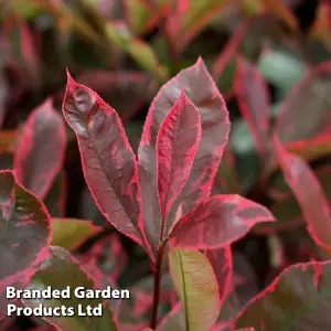 Hardy Shrub - Photinia Fraseri Louise - 3 Litre Potted  Plant x 1 - stunning foliage colours