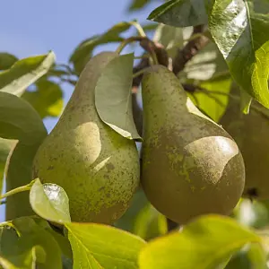 Pair of Conference Pear Trees bare root