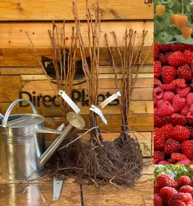 Raspberry Full Season Collection By DirectPlants 25 Large Canes Plants