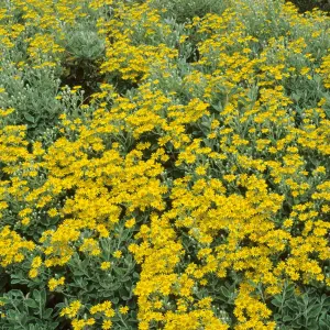 Brachyglottis Sunshine - Outdoor Flowering Shrub, Ideal for UK Gardens, Compact Size (15-30cm Height Including Pot)