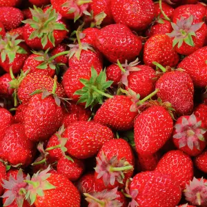 3 x Strawberry Mixed Fruit Plants - Hardy Garden Bushes in 9cm Pots - Grow Your Own