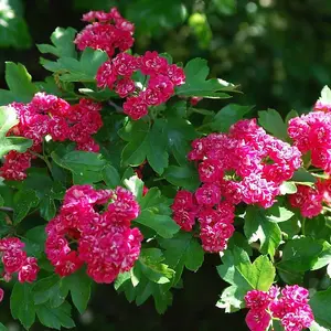 Midland Hawthorn 'Paul's Scarlet' /  Crataegus Laevigata Rosea 4-5ft In 3L Pot 3FATPIGS