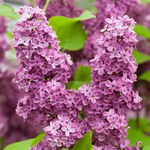 Syringa Andenken an Ludwig Spath Tree - Scented Lilac-Purple Flowers, Heart-Shaped Foliage (5-6ft)