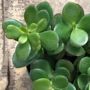 Crassula Ovata 'Jade Plant' - Lush Green Foliage, Ideal for Office & Home, Low Maintenance (10-20cm)