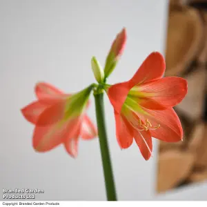 Gift Amaryllis hippeastrum Colibri Rascal 10cm Pot x 1