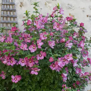 Hibiscus Woodbridge 3L pot award winning shrub