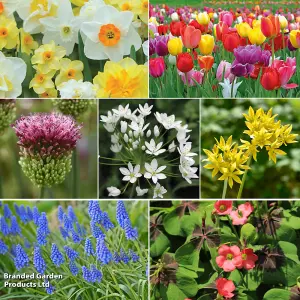 Spring Spectacular Colour Collection 200 Bulbs - Including 7 Varieties - Allium - Daffodil - Tulip