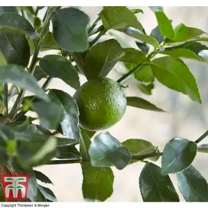 Citrus Fruit Lime Potted Plant x 1 (9cm pot)