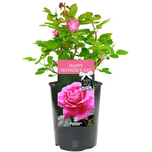 Happy Mother's Day Pink Rose - Outdoor Plant, Ideal for Gardens, Compact Size