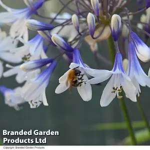 Agapanthus Twister 9cm Potted Plant x 1