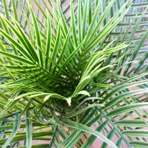 120cm Cycas Palm Tree UV Resistant Outdoor