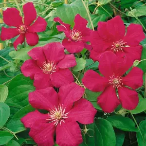 Clematis Ernest Markham Red Flowering Vine Climbing Plant 60cm Cane 3L Pot