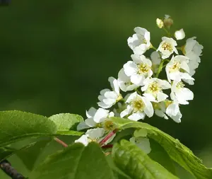 3-4ft Bird Cherry (Prunus Padus) Bare Root Hedging Plants Tree Whips Sapling - Pack of 10