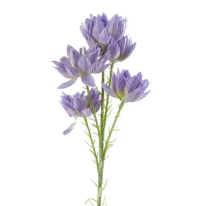 Pack of 6 x 60cm Purple Starflower Stem - 5 Flowers