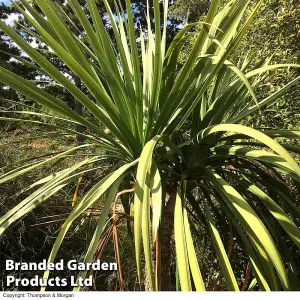 Cordyline Australis Verde Atlantic Green 17cm Potted Plant x 1