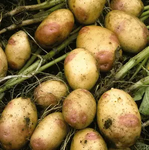 Grow Your Own Vegetables - Potato Must Have Collection 5kg