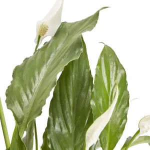 Verve Peace lily in White Ceramic Decorative pot 14cm