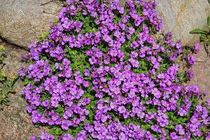 Aubretia Large Mixed Flower Seeds (Approx. 160 seeds) by Jamieson Brothers