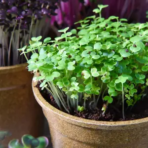 Microgreens Mustard Wasabina Improved 1 Seed Packet