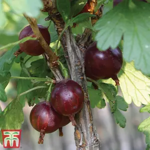 Gooseberry (Ribes uva-crispa) CaptIvator 1 BR x 1