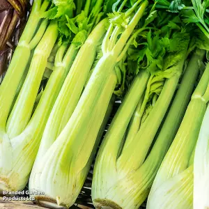 Celery Loretta 1 Seed Seed Packet (350 Seeds)